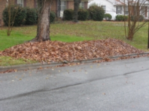 leaf pile.jpg